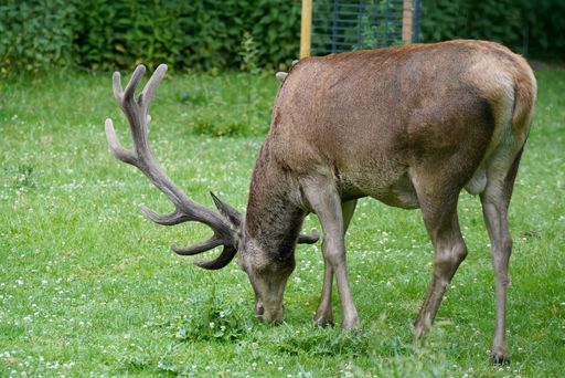 A closeup shot of a grazing stag in a green field