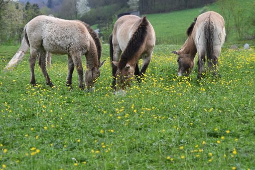 Three horses peacefully grazing on lush green hillsideg
