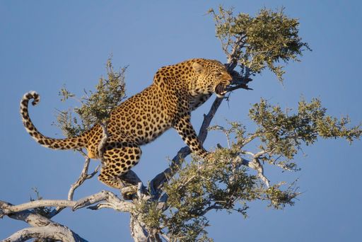 An African leopard aggressively roaring  and standing on a tree branch under the sky