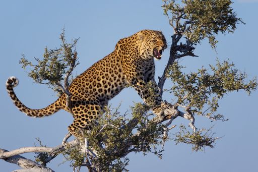 An African leopard aggressively roaring  and standing on a tree branch