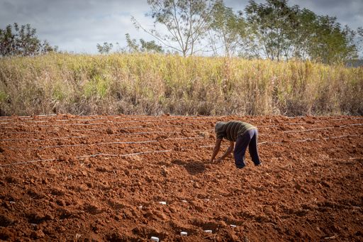 A farmer tilling soil in a field with dirt on the ground