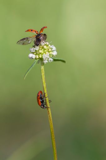 The Tiny Lady Bugs flies with large wings perched on a tall plant