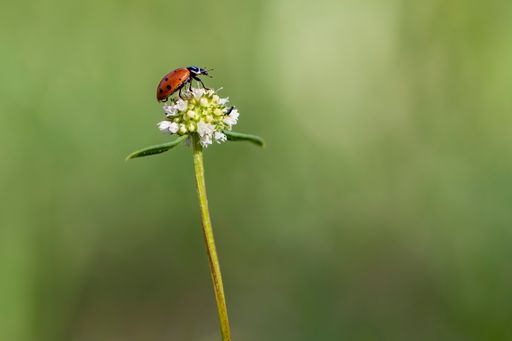 Ladybug perched on a flower in lush green field