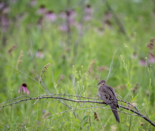 A closeup of a small gray bird sitting on a twig of a tree with a green background