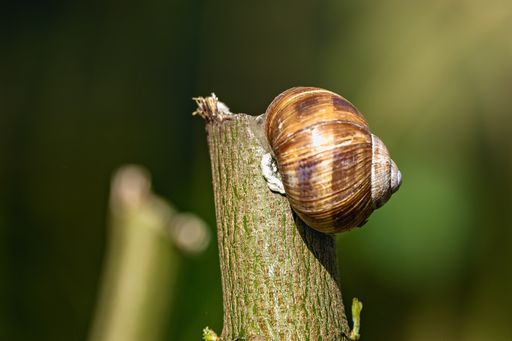 A closeup of a snail perched on a branch