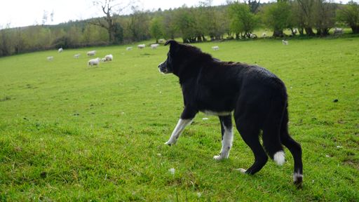 A border collie in a pasture with sheep. Wales, UK