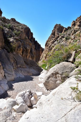 The gorge with green vegetation in Big Bend National Park. Texas, USA