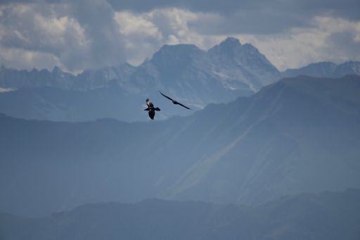 The Ravens flying over the Italian Alps Piedmont