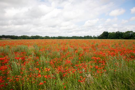 A beautiful landscape of a poppy field in Henlow, Bedfordshire, UK