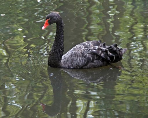 A beautiful black swan floating in a pond