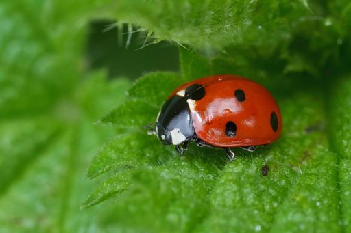 Detailed closeup on the European seven spotted ladybird beetle, Coccinella septempunctata sitting on a green leaf