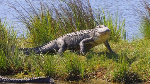 An alligator strolling through grass near water