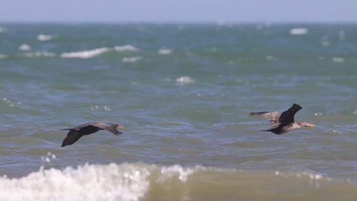 Two birds soaring above ocean waves and water