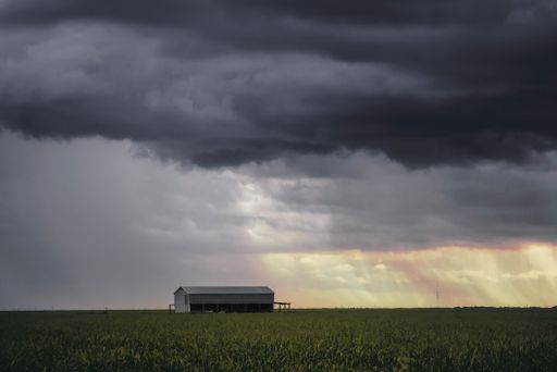A rustic shed in field under stormy sky with yellow field