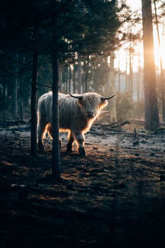 A vertical shot of a beautiful wild white horned yak walking in a dark forest with sunlight on the side