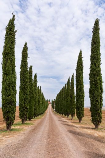 A straight road surrounded by tall fir tree rows on each side