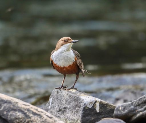 A dipper perched on rocks by the water
