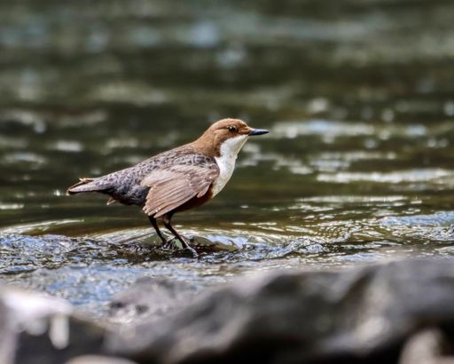 Small dipper perched on rocky shore by water