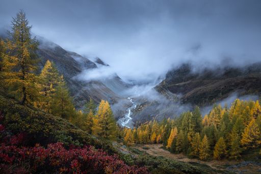 Autumn landscape view of a mountain range with blueberry bushes in the foreground, yellow larches and low clouds framing the river down the valley