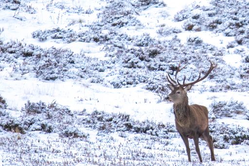 A Red Deer stag in the snow Scotland.