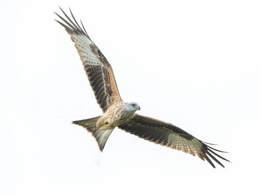 A Red Kite in flight against a white background.