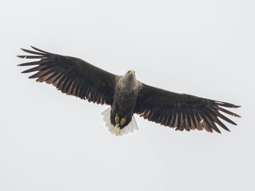 A White Tailed Eagle in flight Scotland.