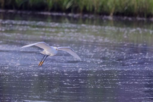 A Great egret with wings spread flying over the water in a wetland