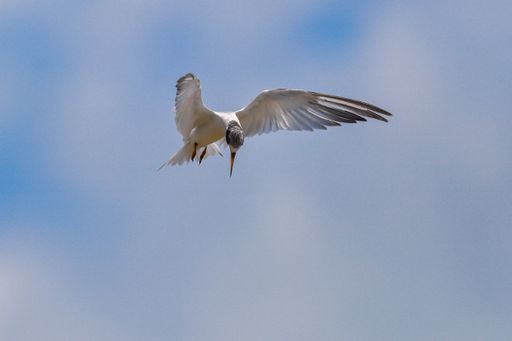 Fishing Adult Least tern Sternula antillarum hovering as it searches for fish offshore. Coast of Cayenne, French Guiana, France