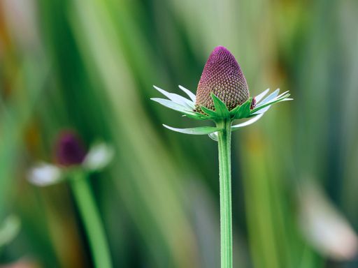 A selective focus shot of wild teasels in a garden under sunlight