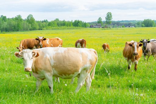 A herd of cows in a green meadow