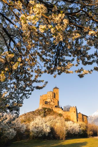 Landscape view of the Valere Basilica in Sion at sunrise, with natural white flowers framing at spring