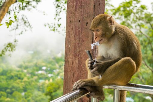 A closeup shot of a Rhesus macaque primate monkey sitting on a metal railing and eating something
