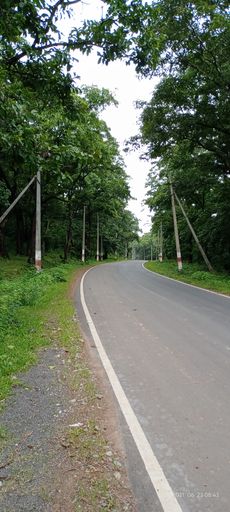 A vertical shot of a road passing through the high green trees