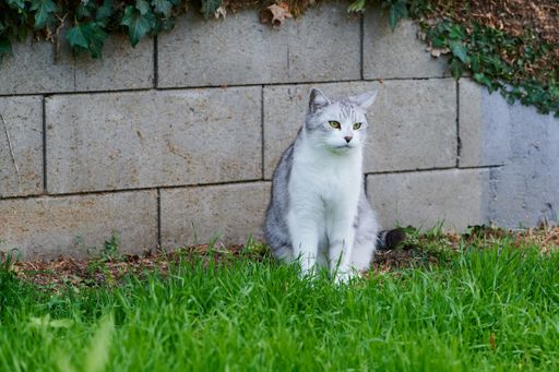 A closeup shot of a white and gray cat sitting in a garden with green grass