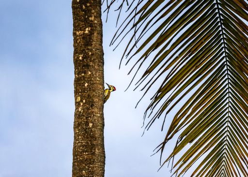 A black-rumped flameback perched on a coconut tree. Kerala, India