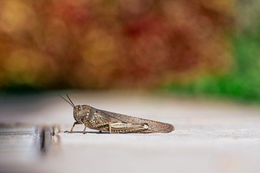 A close-up shot of a locust on the ground