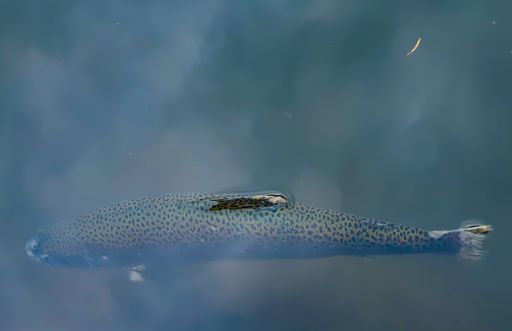 A closeup shot of a trout fish swimming underwater
