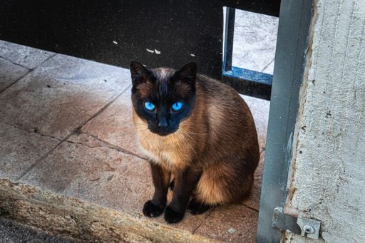 A closeup shot of a Siamese cat with blue eyes sitting on a floor