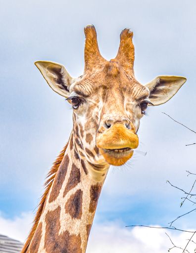A giraffe standing near a tree in the wild