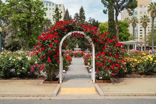 A Beautiful Red Rose Garden Trellis with view of water fountain. State Capitol Park World Peace Rose Garden in Sacramento, California.