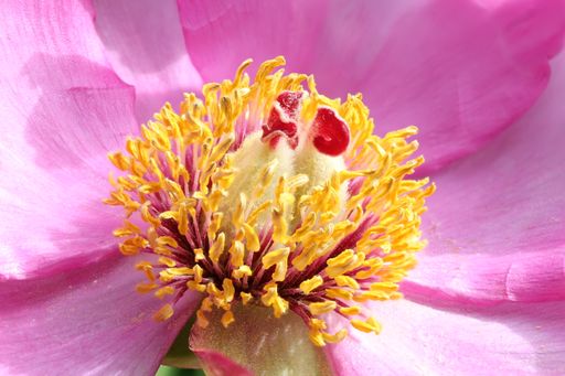 Macro Close-Up of a Garden Peony Paeonia Officinalis