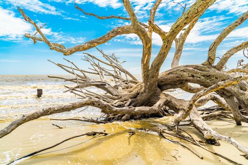 A scenic view of Driftwood Beach on Jekyll Island, Georgia.
