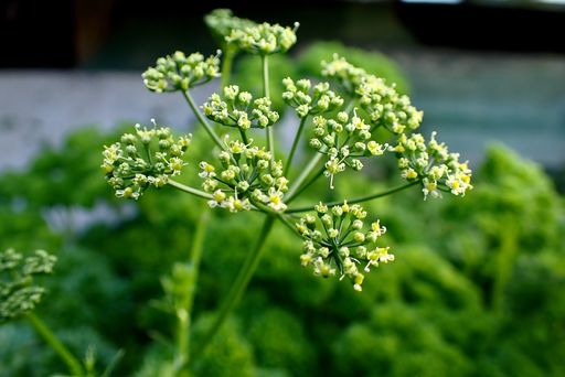 A close up of a parsley plant flower