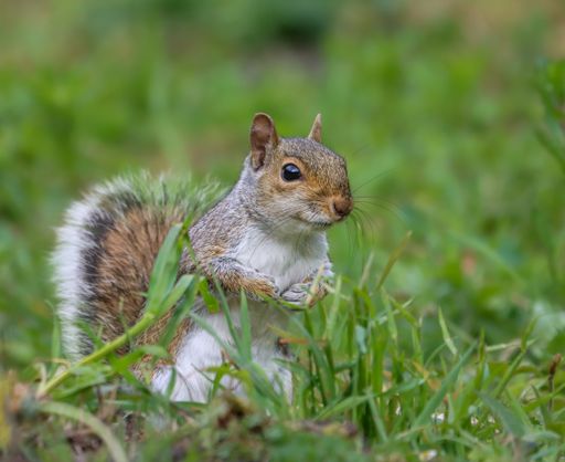 A small squirrel standing on grass, resting its paw on its front paws