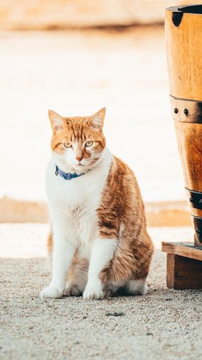 An orang and white cat resting beside a bucket on the floor.