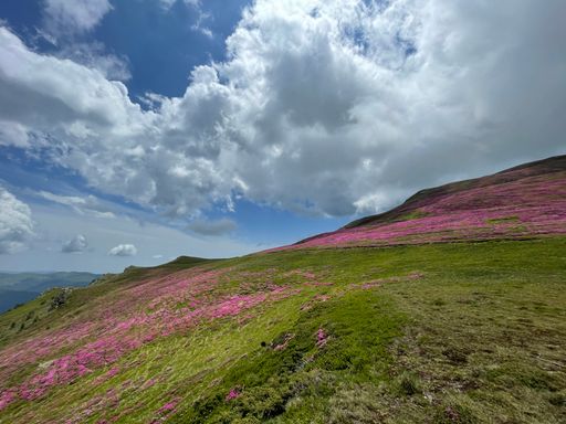 A beautiful view of vast green hills covered with pink flowers under huge white clouds in the sunny sky