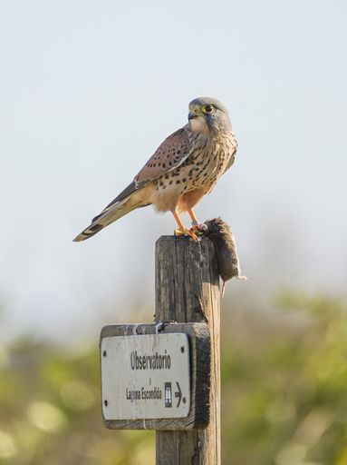 Common kestrel, Falco tinnunculus, adult male, with a prey, perched on sign of nature reserve, Andalucia, Spain.