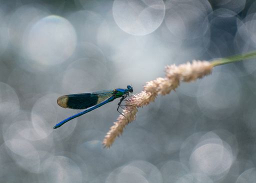 A macro of a Dragonfly standing on a beige flower in sun light at morning on bokeh background