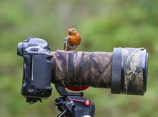 A Robin on standing on a camera