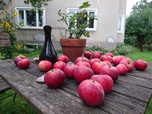 A lot of red apples with a flower pot and a black clay jug on a wooden table